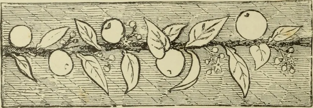 An illustration from The dictionary of needlework : an encyclopaedia of artistic, plain, and fancy needlework dealing fully with the details of all the stitches employed, the method of working, the materials used, the meaning of technical terms, and, where necessary, tracing the origin and history of the various works described, 1882, leaf 22