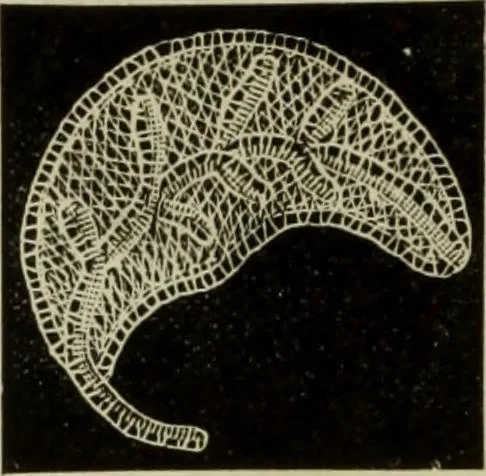 An illustration from The dictionary of needlework : an encyclopaedia of artistic, plain, and fancy needlework dealing fully with the details of all the stitches employed, the method of working, the materials used, the meaning of technical terms, and, where necessary, tracing the origin and history of the various works described, 1882, leaf 64