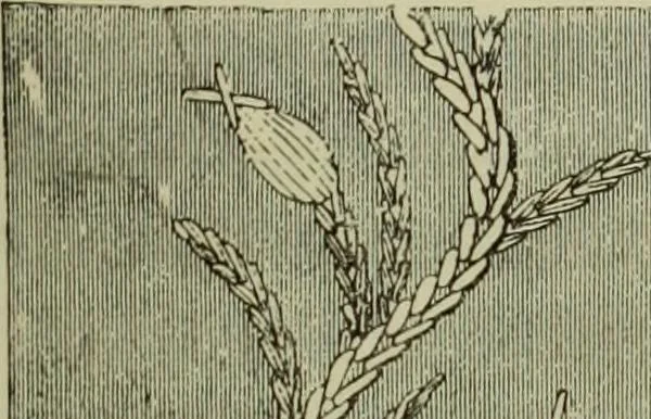 An illustration from The dictionary of needlework : an encyclopaedia of artistic, plain, and fancy needlework dealing fully with the details of all the stitches employed, the method of working, the materials used, the meaning of technical terms, and, where necessary, tracing the origin and history of the various works described, 1882, leaf 65