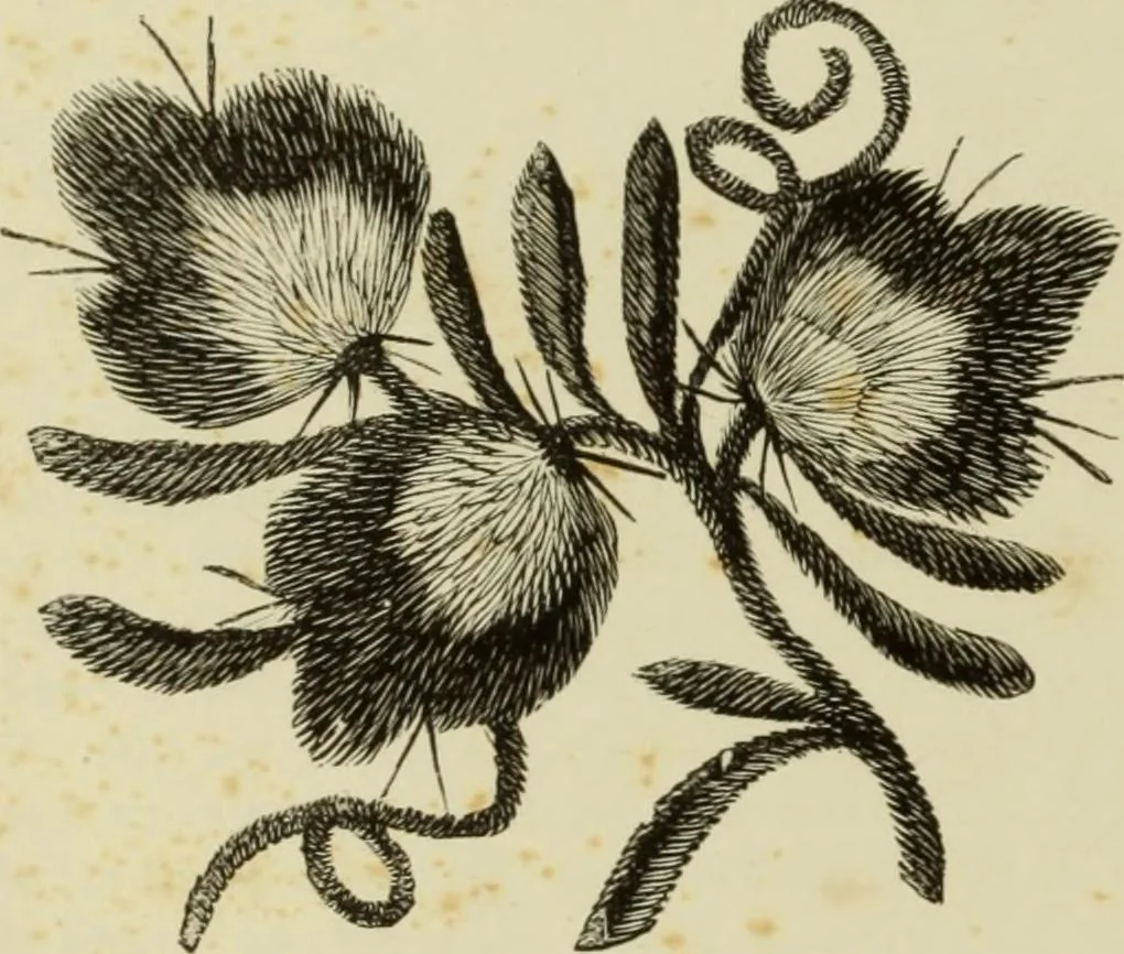 An illustration from The dictionary of needlework : an encyclopaedia of artistic, plain, and fancy needlework dealing fully with the details of all the stitches employed, the method of working, the materials used, the meaning of technical terms, and, where necessary, tracing the origin and history of the various works described, 1882, leaf 82