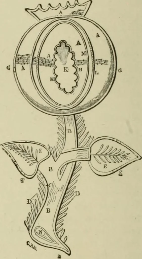 An illustration from The dictionary of needlework : an encyclopaedia of artistic, plain, and fancy needlework dealing fully with the details of all the stitches employed, the method of working, the materials used, the meaning of technical terms, and, where necessary, tracing the origin and history of the various works described, 1882, leaf 98
