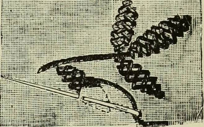 An illustration from The dictionary of needlework : an encyclopaedia of artistic, plain, and fancy needlework dealing fully with the details of all the stitches employed, the method of working, the materials used, the meaning of technical terms, and, where necessary, tracing the origin and history of the various works described, 1882, leaf 117