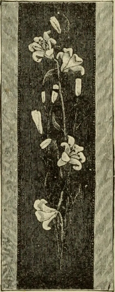 An illustration from The dictionary of needlework : an encyclopaedia of artistic, plain, and fancy needlework dealing fully with the details of all the stitches employed, the method of working, the materials used, the meaning of technical terms, and, where necessary, tracing the origin and history of the various works described, 1882, leaf 12
