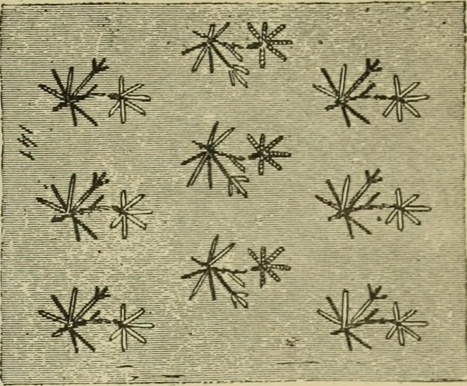 An illustration from The dictionary of needlework : an encyclopaedia of artistic, plain, and fancy needlework dealing fully with the details of all the stitches employed, the method of working, the materials used, the meaning of technical terms, and, where necessary, tracing the origin and history of the various works described, 1882, leaf 149