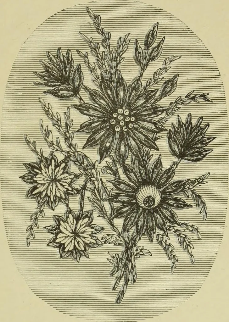 An illustration from The dictionary of needlework : an encyclopaedia of artistic, plain, and fancy needlework dealing fully with the details of all the stitches employed, the method of working, the materials used, the meaning of technical terms, and, where necessary, tracing the origin and history of the various works described, 1882, leaf 157