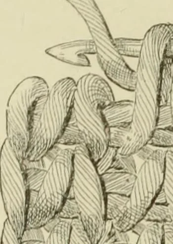 An illustration from The dictionary of needlework : an encyclopaedia of artistic, plain, and fancy needlework dealing fully with the details of all the stitches employed, the method of working, the materials used, the meaning of technical terms, and, where necessary, tracing the origin and history of the various works described, 1882, leaf 48