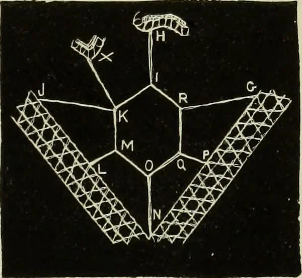 An illustration from The dictionary of needlework : an encyclopaedia of artistic, plain, and fancy needlework dealing fully with the details of all the stitches employed, the method of working, the materials used, the meaning of technical terms, and, where necessary, tracing the origin and history of the various works described, 1882, leaf 57