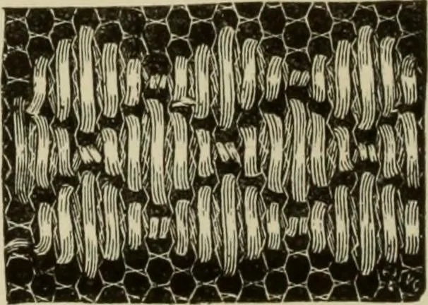 An illustration from The dictionary of needlework : an encyclopaedia of artistic, plain, and fancy needlework dealing fully with the details of all the stitches employed, the method of working, the materials used, the meaning of technical terms, and, where necessary, tracing the origin and history of the various works described, 1882, leaf 68