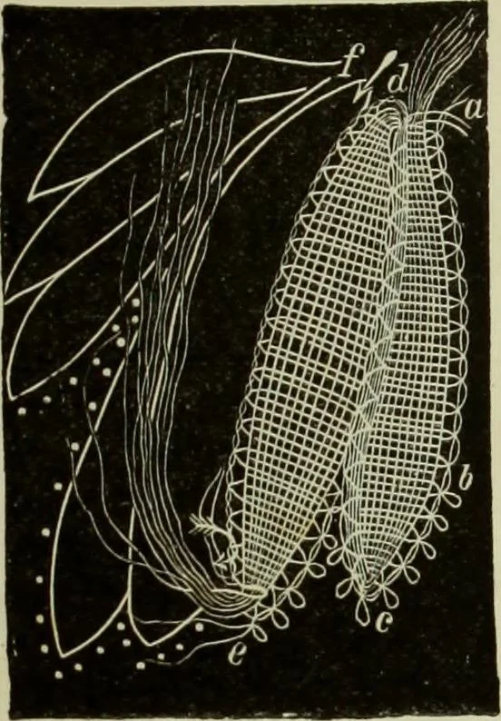 An illustration from The dictionary of needlework : an encyclopaedia of artistic, plain, and fancy needlework dealing fully with the details of all the stitches employed, the method of working, the materials used, the meaning of technical terms, and, where necessary, tracing the origin and history of the various works described, 1882, leaf 89