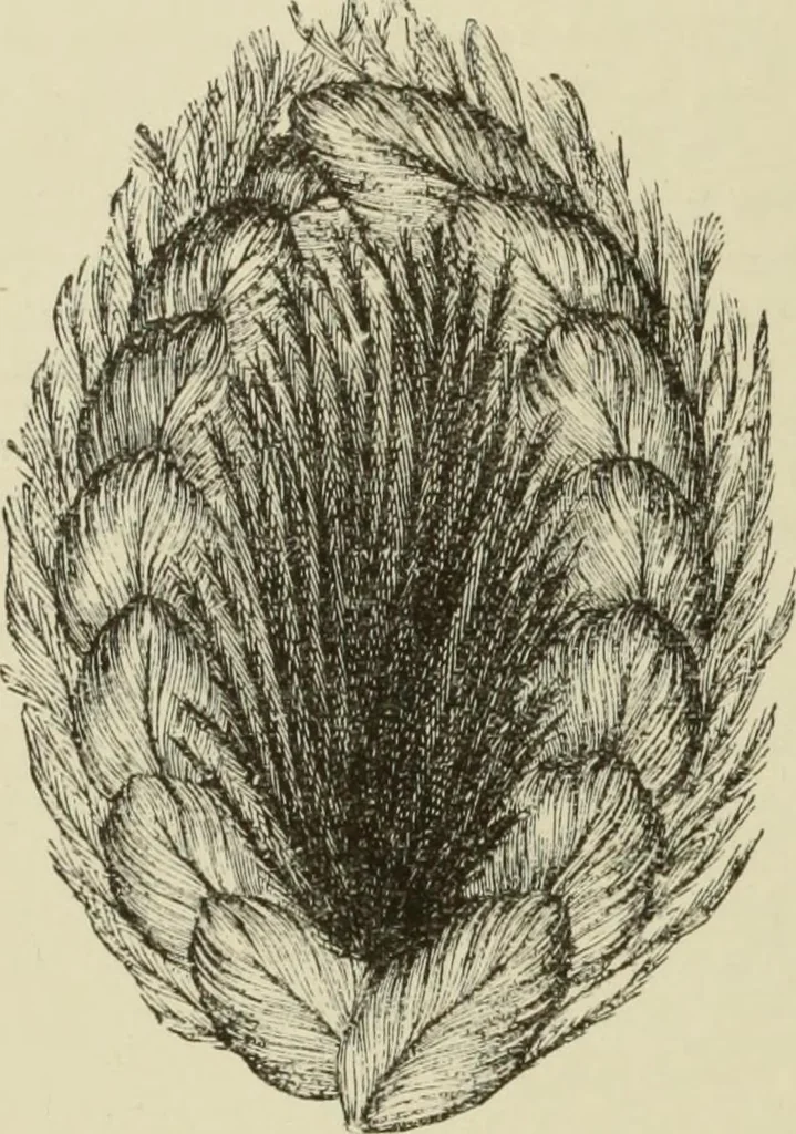 An illustration from The dictionary of needlework : an encyclopaedia of artistic, plain, and fancy needlework dealing fully with the details of all the stitches employed, the method of working, the materials used, the meaning of technical terms, and, where necessary, tracing the origin and history of the various works described, 1882, leaf 20