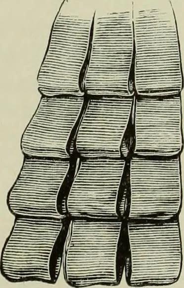 An illustration from The dictionary of needlework : an encyclopaedia of artistic, plain, and fancy needlework dealing fully with the details of all the stitches employed, the method of working, the materials used, the meaning of technical terms, and, where necessary, tracing the origin and history of the various works described, 1882, leaf 29