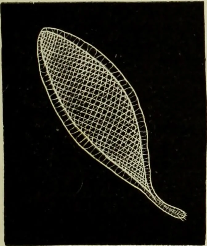 An illustration from The dictionary of needlework : an encyclopaedia of artistic, plain, and fancy needlework dealing fully with the details of all the stitches employed, the method of working, the materials used, the meaning of technical terms, and, where necessary, tracing the origin and history of the various works described, 1882, leaf 73