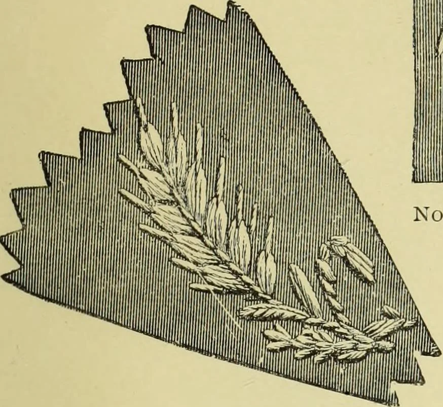 An illustration from The dictionary of needlework : an encyclopaedia of artistic, plain, and fancy needlework dealing fully with the details of all the stitches employed, the method of working, the materials used, the meaning of technical terms, and, where necessary, tracing the origin and history of the various works described, 1882, leaf 148