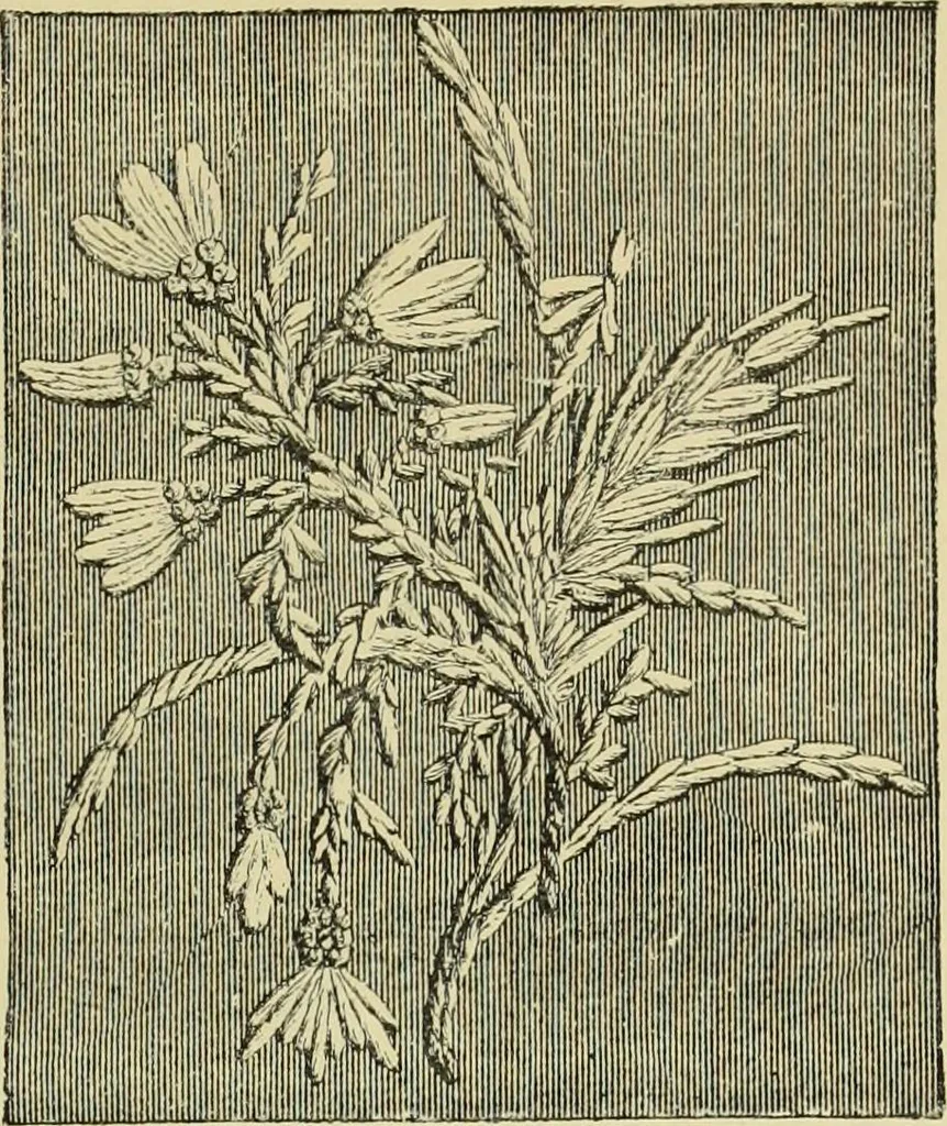 An illustration from The dictionary of needlework : an encyclopaedia of artistic, plain, and fancy needlework dealing fully with the details of all the stitches employed, the method of working, the materials used, the meaning of technical terms, and, where necessary, tracing the origin and history of the various works described, 1882, leaf 148