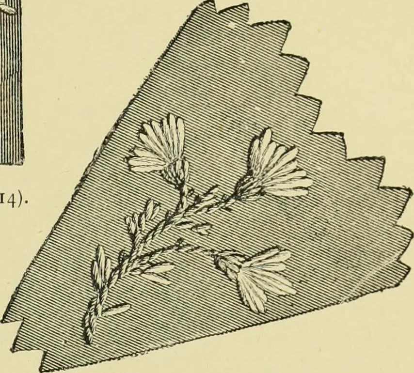 An illustration from The dictionary of needlework : an encyclopaedia of artistic, plain, and fancy needlework dealing fully with the details of all the stitches employed, the method of working, the materials used, the meaning of technical terms, and, where necessary, tracing the origin and history of the various works described, 1882, leaf 148