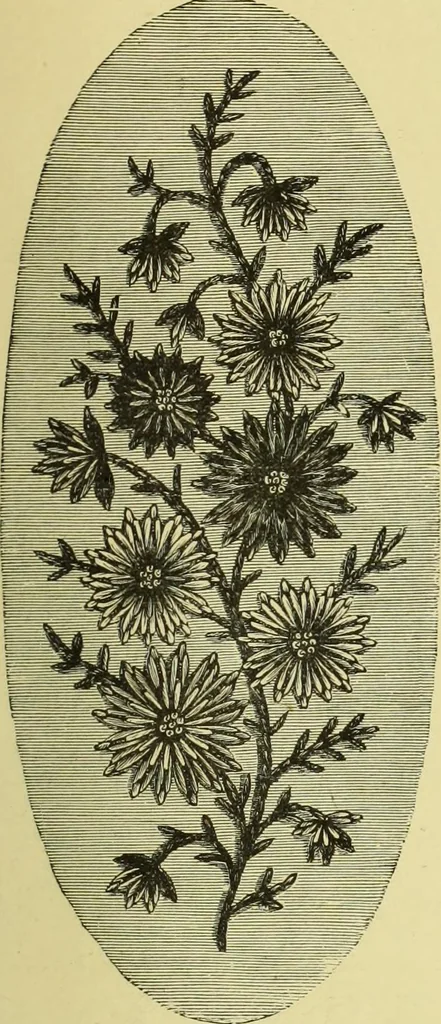 An illustration from The dictionary of needlework : an encyclopaedia of artistic, plain, and fancy needlework dealing fully with the details of all the stitches employed, the method of working, the materials used, the meaning of technical terms, and, where necessary, tracing the origin and history of the various works described, 1882, leaf 156