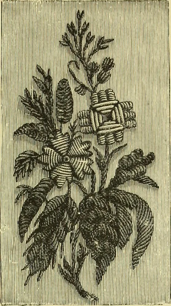 An illustration from The dictionary of needlework : an encyclopaedia of artistic, plain, and fancy needlework dealing fully with the details of all the stitches employed, the method of working, the materials used, the meaning of technical terms, and, where necessary, tracing the origin and history of the various works described, 1882, leaf 156