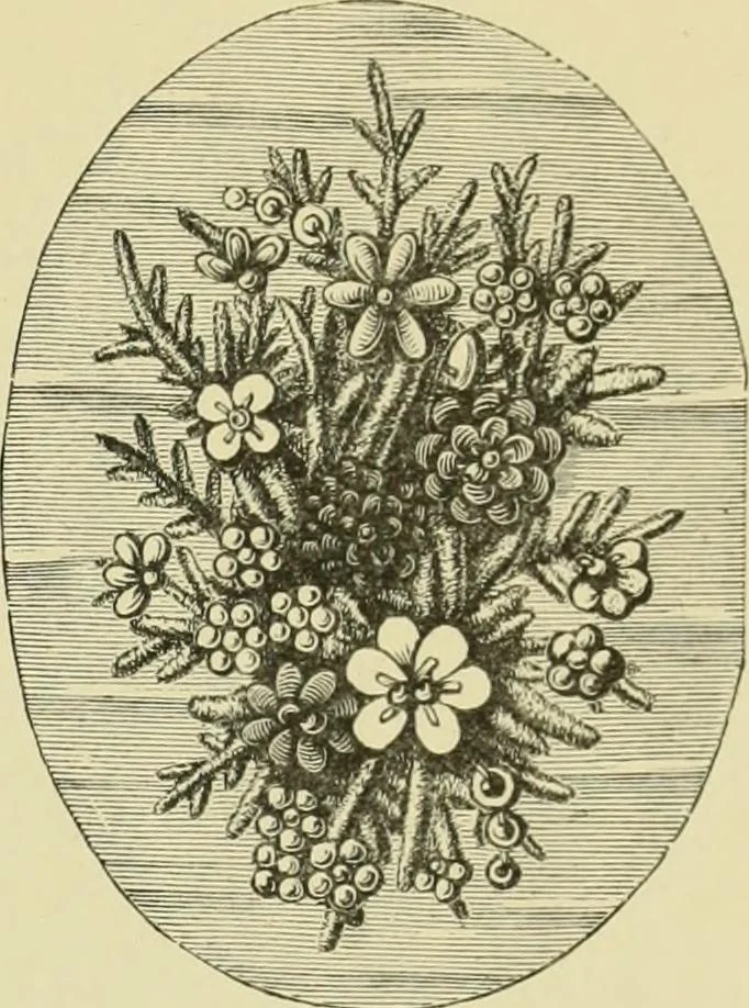 An illustration from The dictionary of needlework : an encyclopaedia of artistic, plain, and fancy needlework dealing fully with the details of all the stitches employed, the method of working, the materials used, the meaning of technical terms, and, where necessary, tracing the origin and history of the various works described, 1882, leaf 128