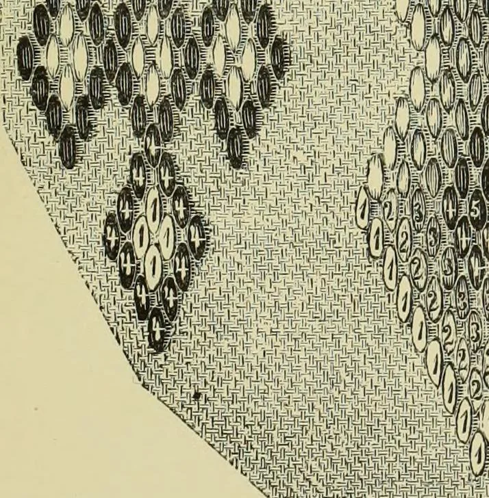 An illustration from The dictionary of needlework : an encyclopaedia of artistic, plain, and fancy needlework dealing fully with the details of all the stitches employed, the method of working, the materials used, the meaning of technical terms, and, where necessary, tracing the origin and history of the various works described, 1882, leaf 130