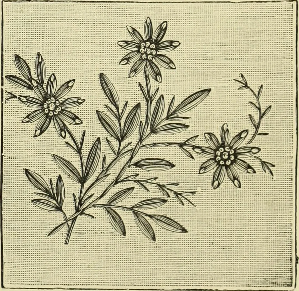 An illustration from The dictionary of needlework : an encyclopaedia of artistic, plain, and fancy needlework dealing fully with the details of all the stitches employed, the method of working, the materials used, the meaning of technical terms, and, where necessary, tracing the origin and history of the various works described, 1882, leaf 146