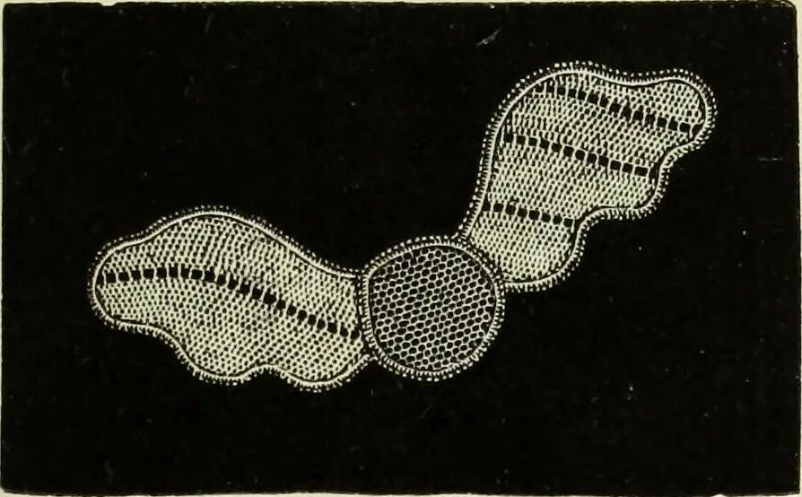 An illustration from The dictionary of needlework : an encyclopaedia of artistic, plain, and fancy needlework dealing fully with the details of all the stitches employed, the method of working, the materials used, the meaning of technical terms, and, where necessary, tracing the origin and history of the various works described, 1882, leaf 32