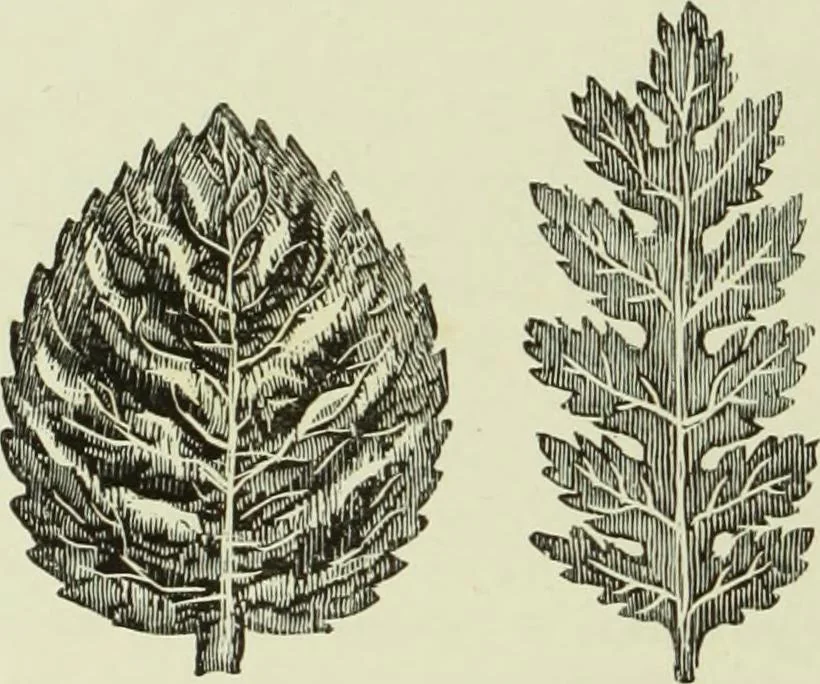 An illustration from The dictionary of needlework : an encyclopaedia of artistic, plain, and fancy needlework dealing fully with the details of all the stitches employed, the method of working, the materials used, the meaning of technical terms, and, where necessary, tracing the origin and history of the various works described, 1882, leaf 99