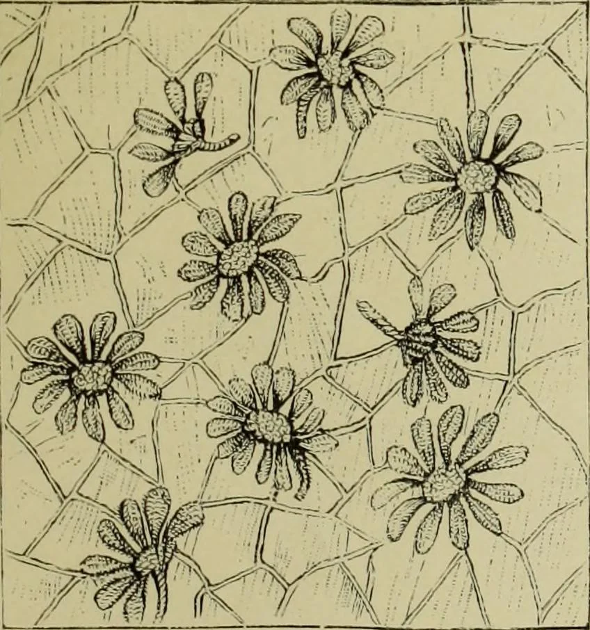 An illustration from The dictionary of needlework : an encyclopaedia of artistic, plain, and fancy needlework dealing fully with the details of all the stitches employed, the method of working, the materials used, the meaning of technical terms, and, where necessary, tracing the origin and history of the various works described, 1882, leaf 147