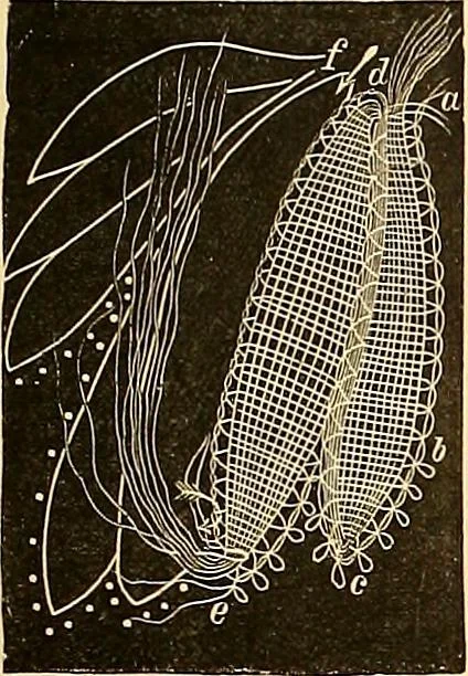 An illustration from The dictionary of needlework : an encyclopædia of artistic, plain, and fancy needlework ..., 1882, leaf 178