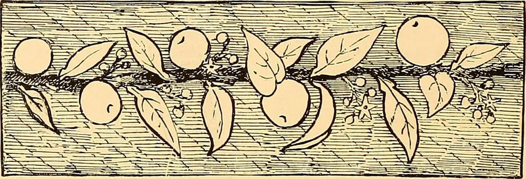 An illustration from The dictionary of needlework : an encyclopædia of artistic, plain, and fancy needlework ..., 1882, leaf 21