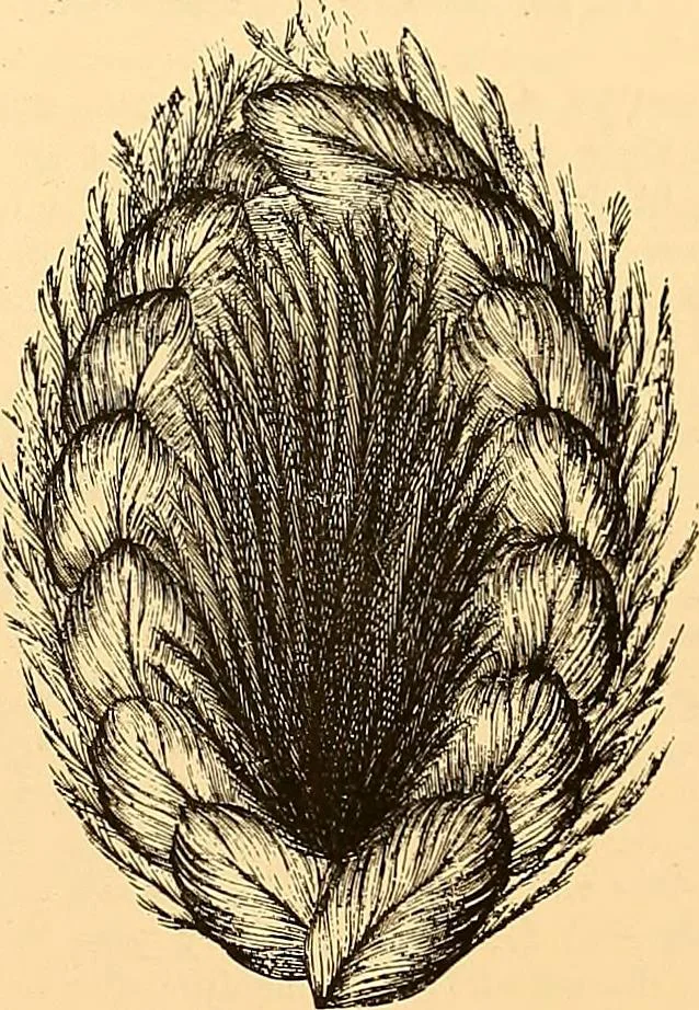 An illustration from The dictionary of needlework : an encyclopædia of artistic, plain, and fancy needlework ..., 1882, leaf 214