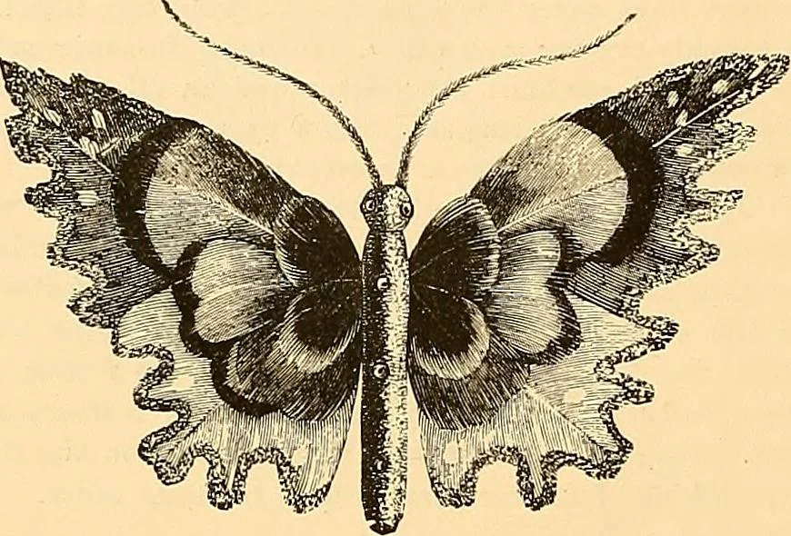 An illustration from The dictionary of needlework : an encyclopædia of artistic, plain, and fancy needlework ..., 1882, leaf 215
