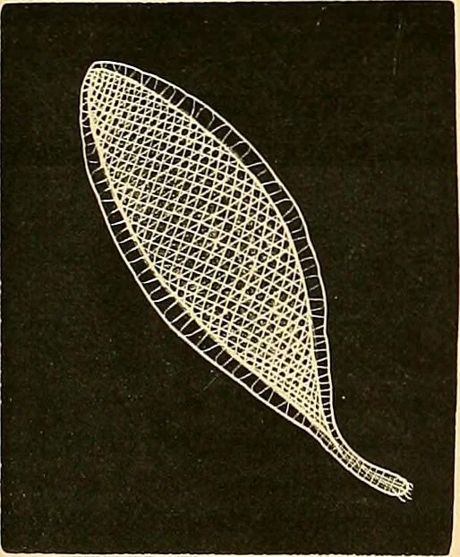 An illustration from The dictionary of needlework : an encyclopædia of artistic, plain, and fancy needlework ..., 1882, leaf 260