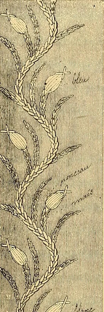 An illustration from The dictionary of needlework : an encyclopædia of artistic, plain, and fancy needlework ..., 1882, leaf 56