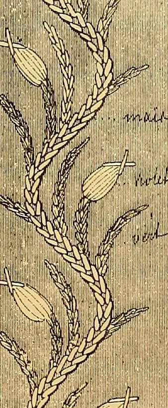 An illustration from The dictionary of needlework : an encyclopædia of artistic, plain, and fancy needlework ..., 1882, leaf 56