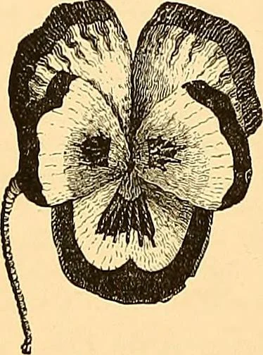 An illustration from The dictionary of needlework : an encyclopædia of artistic, plain, and fancy needlework ..., 1882, leaf 97