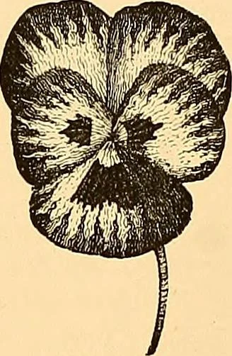 An illustration from The dictionary of needlework : an encyclopædia of artistic, plain, and fancy needlework ..., 1882, leaf 97