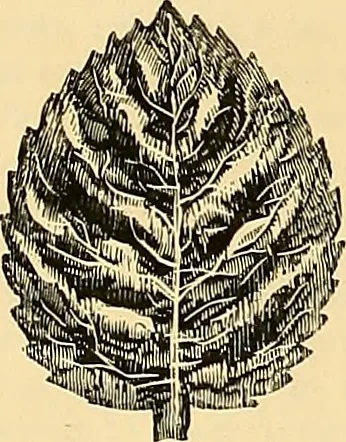 An illustration from The dictionary of needlework : an encyclopædia of artistic, plain, and fancy needlework ..., 1882, leaf 181