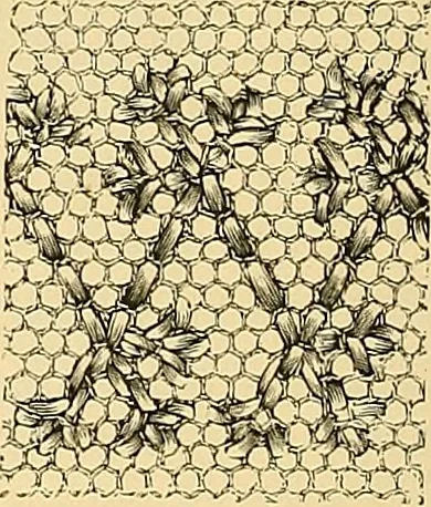 An illustration from The dictionary of needlework : an encyclopædia of artistic, plain, and fancy needlework ..., 1882, leaf 219