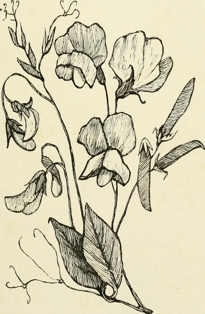 An illustration from The dictionary of needlework : an encyclopædia of artistic, plain, and fancy needlework ..., 1882, leaf 112