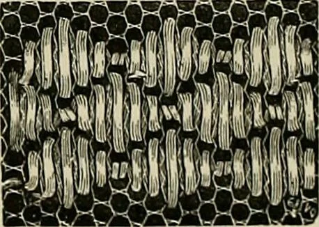 An illustration from The dictionary of needlework : an encyclopædia of artistic, plain, and fancy needlework ..., 1882, leaf 159