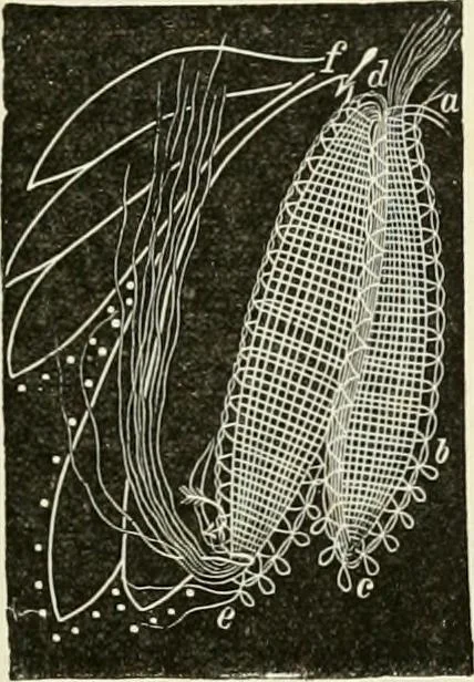 An illustration from The dictionary of needlework : an encyclopædia of artistic, plain, and fancy needlework ..., 1882, leaf 178