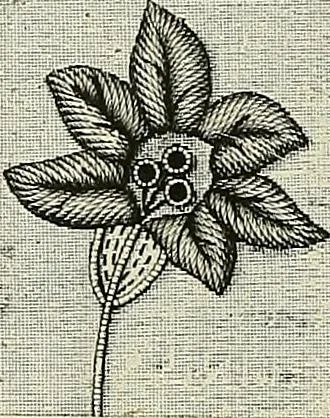 An illustration from The dictionary of needlework : an encyclopædia of artistic, plain, and fancy needlework ..., 1882, leaf 205