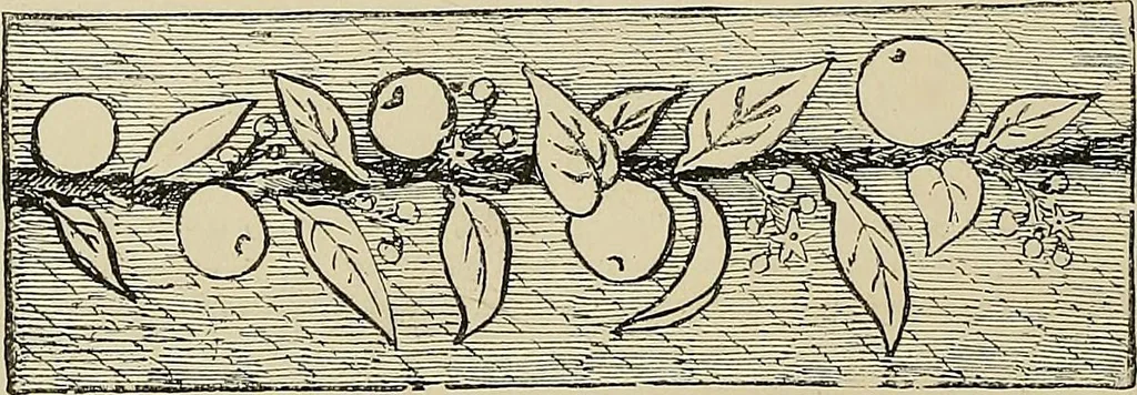 An illustration from The dictionary of needlework : an encyclopædia of artistic, plain, and fancy needlework ..., 1882, leaf 21