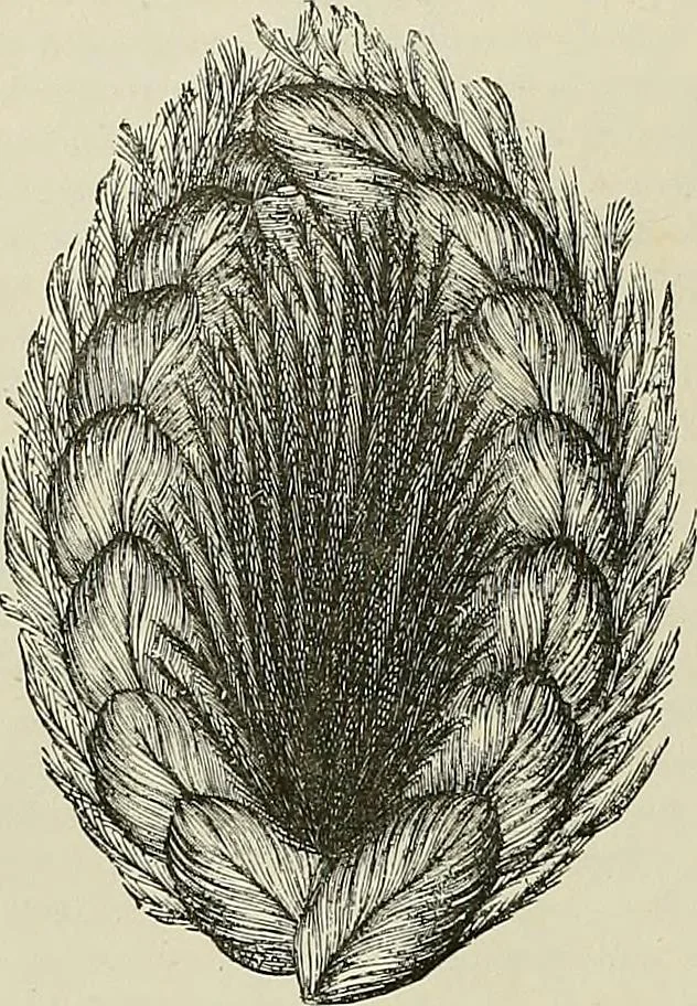 An illustration from The dictionary of needlework : an encyclopædia of artistic, plain, and fancy needlework ..., 1882, leaf 215