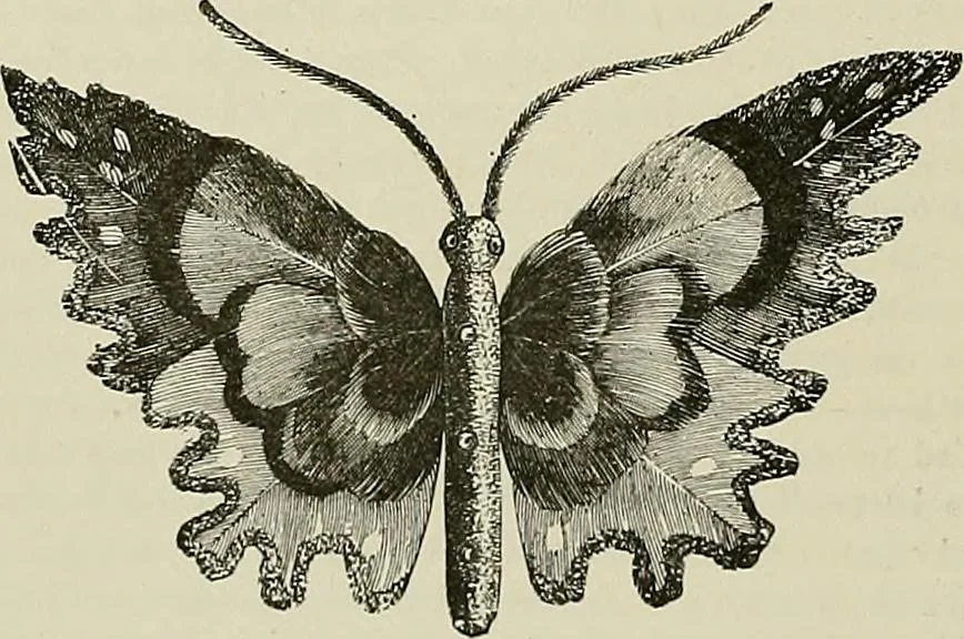 An illustration from The dictionary of needlework : an encyclopædia of artistic, plain, and fancy needlework ..., 1882, leaf 215