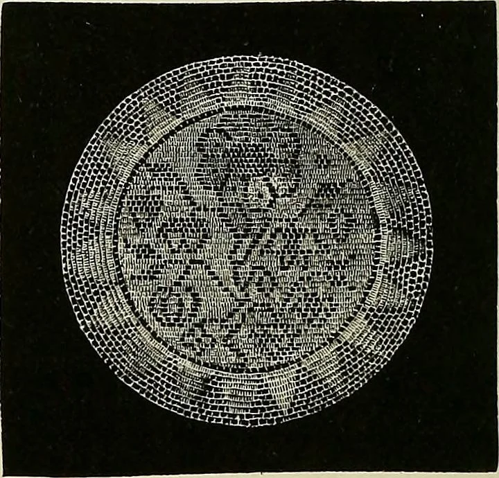 An illustration from The dictionary of needlework : an encyclopædia of artistic, plain, and fancy needlework ..., 1882, leaf 265