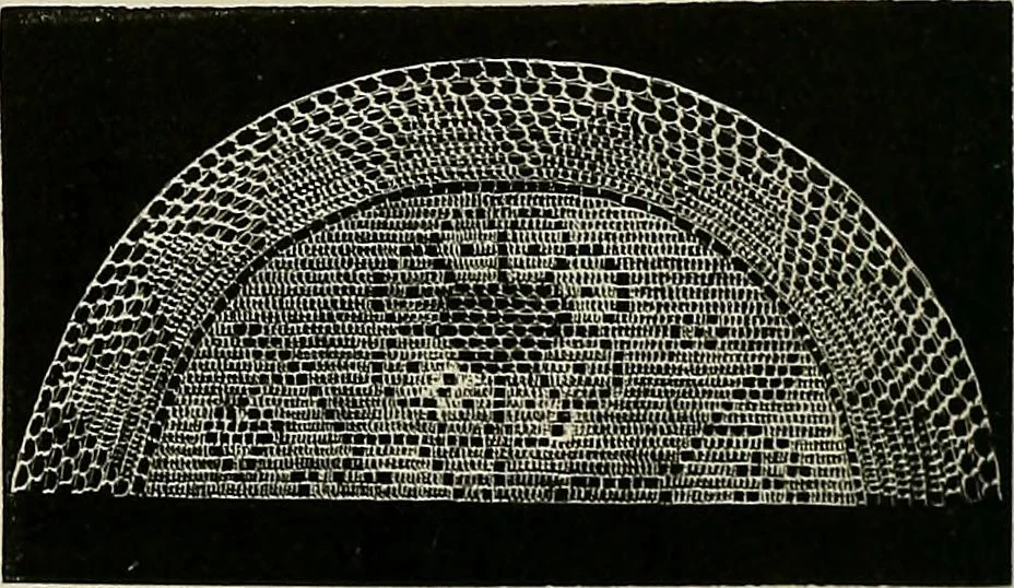 An illustration from The dictionary of needlework : an encyclopædia of artistic, plain, and fancy needlework ..., 1882, leaf 265