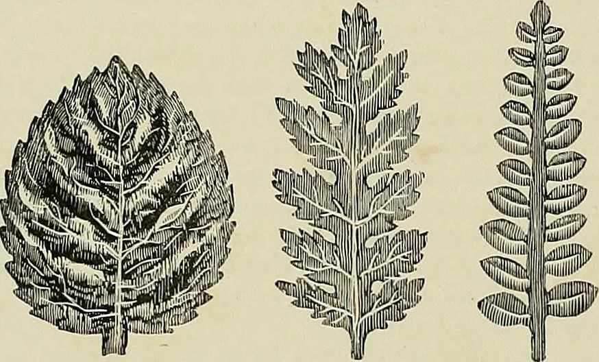 An illustration from The dictionary of needlework : an encyclopædia of artistic, plain, and fancy needlework ..., 1882, leaf 475
