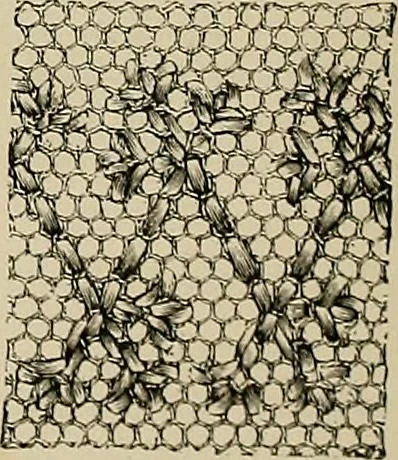 An illustration from The dictionary of needlework : an encyclopædia of artistic, plain, and fancy needlework ..., 1882, leaf 513