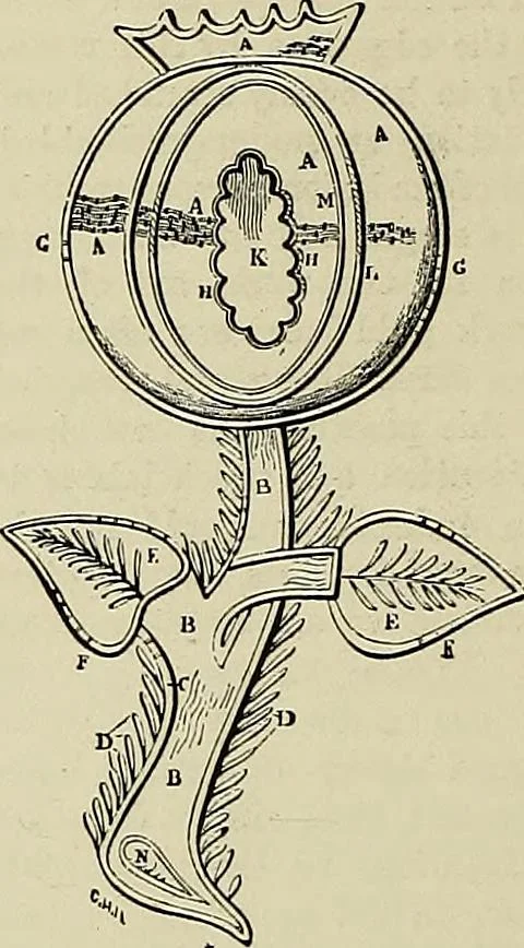 An illustration from The dictionary of needlework : an encyclopædia of artistic, plain, and fancy needlework ..., 1882, leaf 85